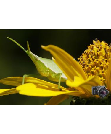 Raynox DCR-150 Snap-On Macro Lens - Enhance Your Photography with Precision - Buy Online on SooperMarket.com