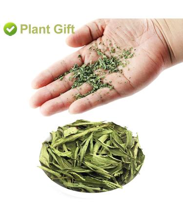 Organic Stevia Leaf Sweet Tea | Herbal Tea | 20g Plant Gift for Health - Buy Online on SooperMarket.com