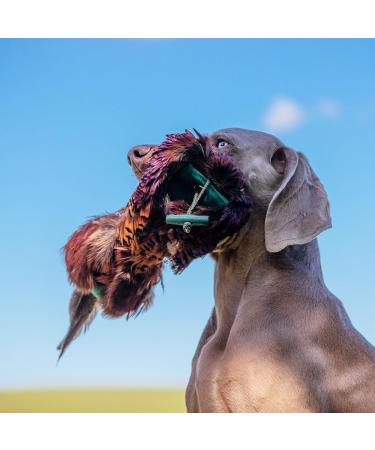 Romneys Pheasant Dummy 500g | Real Plumage & Feather Training Dummy for Hunting Dogs | Floatable Wild Dummy - Buy Online on SooperMarket.com