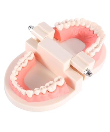 Model Teeth Dental Study - 10x8x7 PVC Teaching Aid for Kids | Learn to Brush Teeth - Buy Online on SooperMarket.com