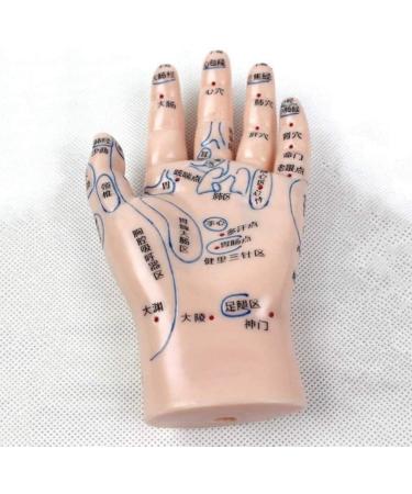 1 Pair of Human Human Body Hand Template PVC Model Chinese Hand Reflex Area Reflexology - Buy Online on SooperMarket.com