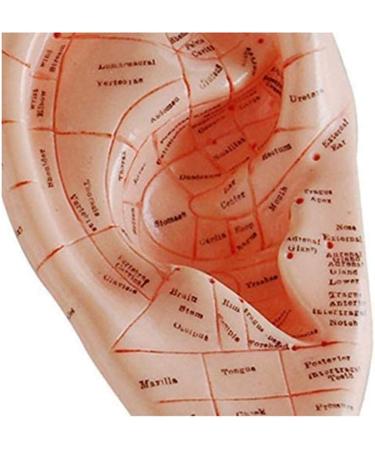 10 Pieces Anatomical Model of Human Ear Acupuncture with Acupuncture Points English Version Ear pins Model for Study - Buy Online on SooperMarket.com