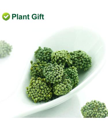 Plant Gift Panax Notoginseng Flower 60G/2.12oz Tienchi Notoginseng Tea Tienchi Ginseng - Buy Online on SooperMarket.com