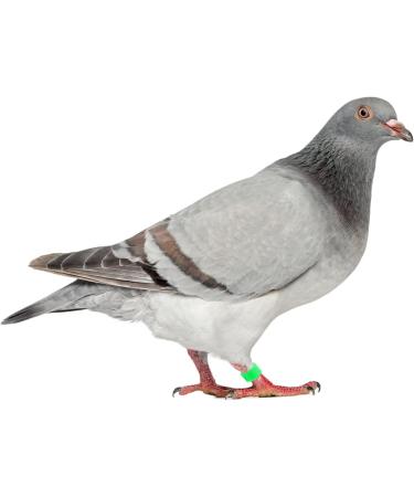 400 Pcs Pigeon Foot Ring Pigeon Supplies Number Baby 1X0.5cmx2pcs Colorfulx2pcs - Buy Online on SooperMarket.com