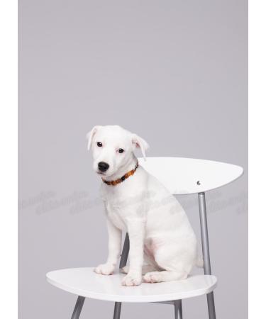 Buy 100% Baltic Amber Dog Necklaces & Collars - Natural Tick Protection for Cats & Dogs - International Shipping Available - Buy Online on SooperMarket.com