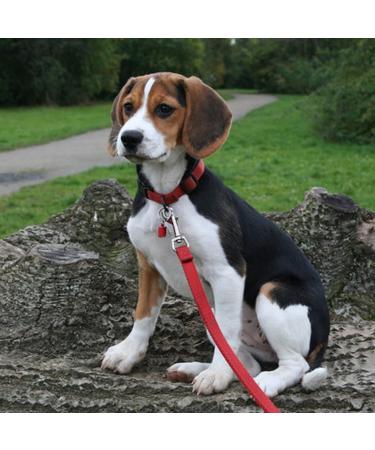 Adjustable Double Pet Trainer Leash - No Tangle Double Dog Leash for Dual Use | Weescie - Buy Online on SooperMarket.com
