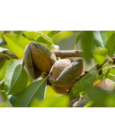 Organic Almond Flour 2lb - Blanched, Extra Fine, Non-GMO, Low Carb, Culinary Grade, Kosher - Keto, Paleo, Vegan Super Powder - Buy Online on SooperMarket.com