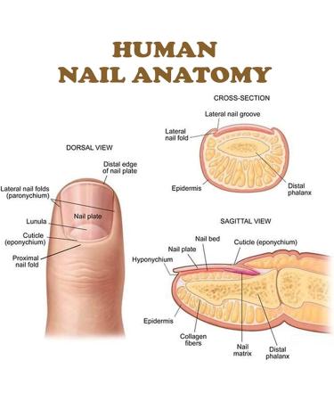 NailGrowth DeepHealing Organic Serum NailGrowth Nail Serum Reconstrux Nail Growth Nail Growth and Strengthening Serum Nail Serum for Growth and Repair for Damaged Nails (3pcs) - Buy Online on SooperMarket.com
