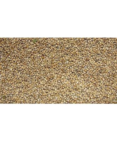 Jalpur - Whole Millet Seeds (Bajri Whole) - 2kg 2 kg (Pack of 1)