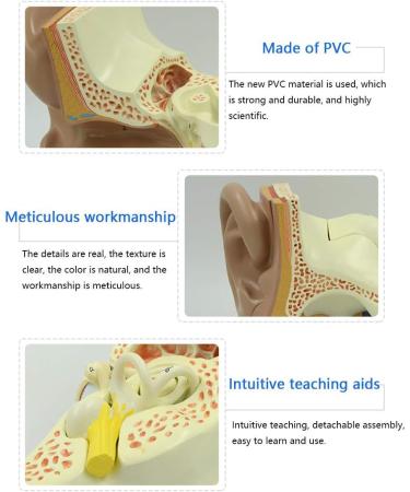 Human Ear Model Professional Ear Simulation Model 6X Magnification Human Organ Model Ear Model 5-Piece Medical Education Model - Buy Online on SooperMarket.com