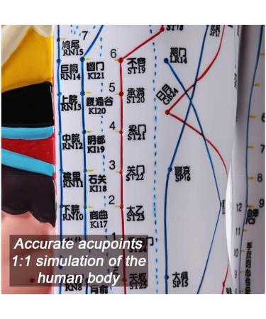 Male Acupuncture and Muscle Model Acupuncture Manikin 85Cm Meridian Anatomy Models with Accurate Lettering of Acupuncture Points for Teaching Training Presentation - Buy Online on SooperMarket.com