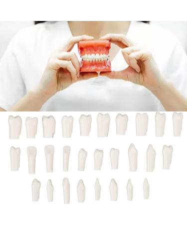 DIY Kit for Artificial Teeth - 28-Part Durable Plastic Typodont for Teaching & Study | Removable Design - Buy Online on SooperMarket.com