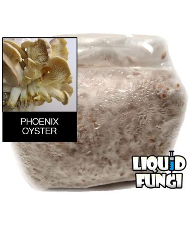 Phoenix Oyster Mushroom Grain Spawn - 1 lb | Ready-to-Use - Buy Online on SooperMarket.com