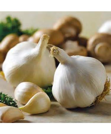GARLIC BULB (10 Pack), FRESH CALIFORNIA SOFTNECK GARLIC BULB FOR PLANTING AND GROWING YOUR OWN GARLIC 10 Count (Pack of 1)