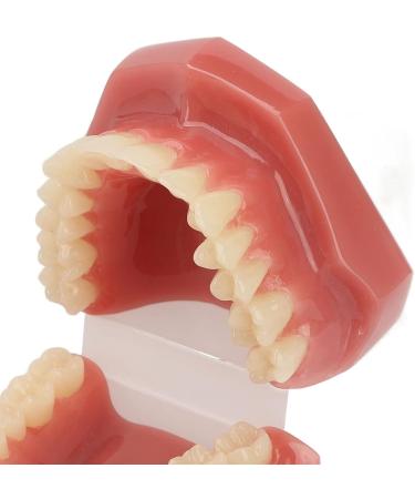 Teeth Demonstration Model - Orthodontic Mouth Training Reusable 28 Tooth Simulation for Dental Professionals & Hospitals - Buy Online on SooperMarket.com