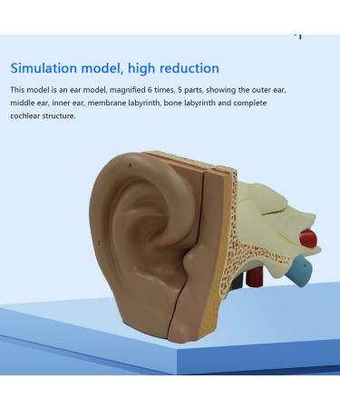 Human Ear Model Professional Ear Simulation Model 6X Magnification Human Organ Model Ear Model 5-Piece Medical Education Model - Buy Online on SooperMarket.com