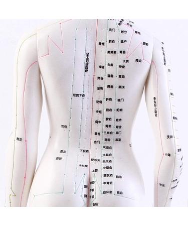 Model Anatomy Professional Medical Acupuncture 48Cm 19" - Buy Online on SooperMarket.com