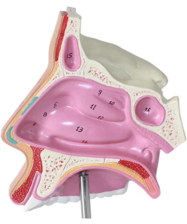 Nasal Cavity Model - Nose Anatomical Model - for Medical Research Doctor Patient - Buy Online on SooperMarket.com