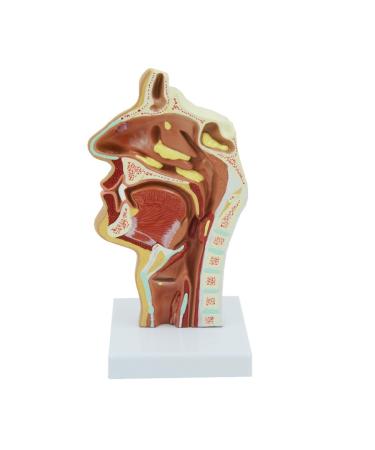 JUJNE Nasopharyngeal and Laryngeal Lesion Model Nasal Cavity Pathological Model Nasal Cavity Magnification Model is Suitable for Medical Teaching