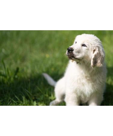 SONNENMOOR Liquid Moor for Dogs 500ml Natural Support for Pets | International Shipping Available - Buy Online on SooperMarket.com