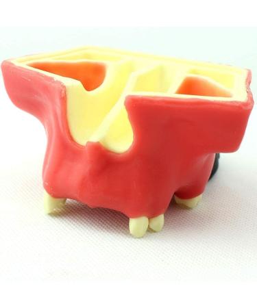 LBYLYH Dental Oral Model & Jaw Implant Surgical Model - Breast Lift Operation Training Tool - Buy Online on SooperMarket.com