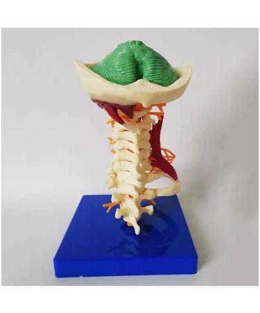 LifeSize Cervical Vertebra Template - Model of Human Being with Nerves Cerebral Trunk Occipital Bone Armpit - Buy Online on SooperMarket.com