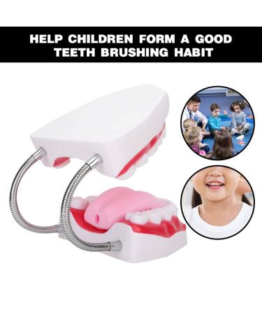 Portable Dental Model for Kids - Lifelike Teeth Brushing Demonstration & Educational Teaching Material - Buy Online on SooperMarket.com