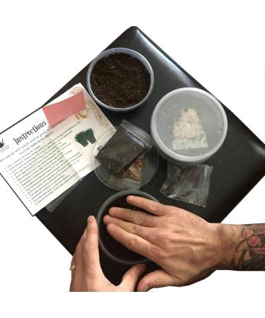 Cat Grass Kits x3 with Extra Strong Catnip - Cat FurNature - Buy Online on SooperMarket.com