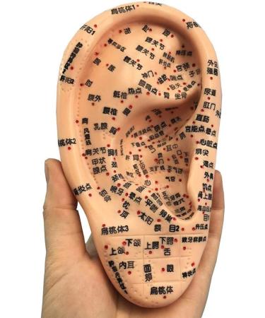 Model for Ear Acupuncture 16 cm The Pressure Point and Meridians Anatomical Model Doctor PVC Acupuncture