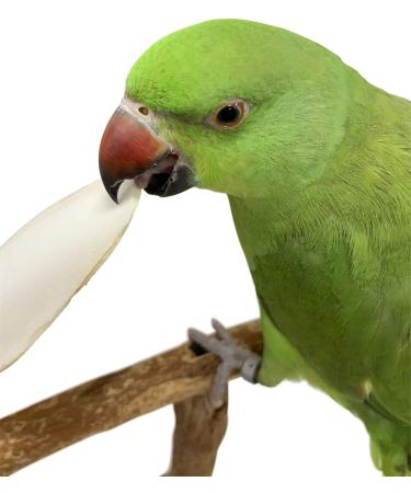 Pack of 4 Medium Cuttlebones for Birds, Tortoise, Snails, and Parakeets - Calcium Block Alternative for All Breeds - 3.5 to 4 Inches - Buy Online on SooperMarket.com