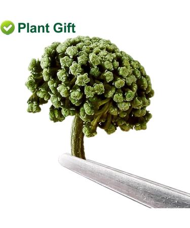 Plant Gift Panax Notoginseng Flower 60G/2.12oz Tienchi Notoginseng Tea Tienchi Ginseng - Buy Online on SooperMarket.com