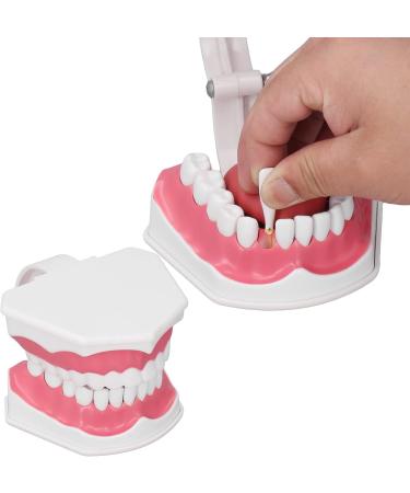 Teeth Model Toothbrushes - Dental Teaching Tool Kit | 120 Open & Clear View for Effective Learning - Buy Online on SooperMarket.com