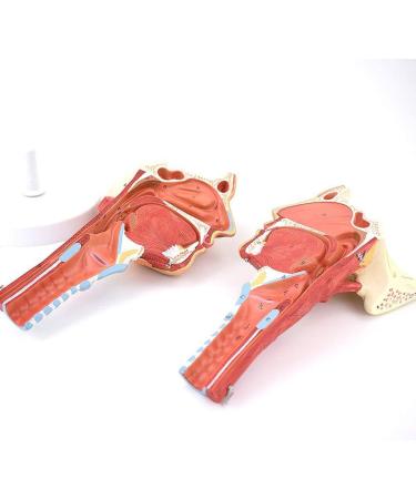 Human Head Human Body Model and Muscle Nasal Pharyngeal Throat Trachea Cricopharyng Muscle Anatomy Model Medical Teaching Accessories - Buy Online on SooperMarket.com