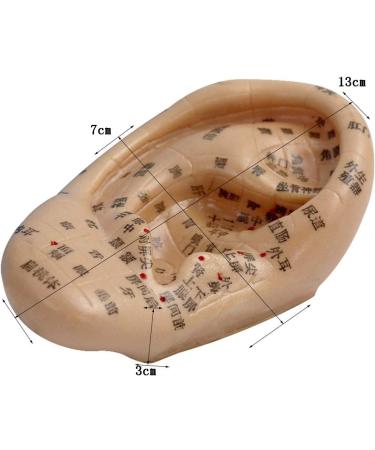 Human TCM Meridian Point Model Acupuncture Female Model Male Model + Hand Model + Foot Model + Ear Model - Buy Online on SooperMarket.com