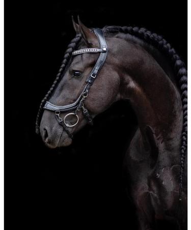 Buy Presteq Bridle FaySport Glitter PresTec Black - Full/WB - International Shipping Available - Buy Online on SooperMarket.com