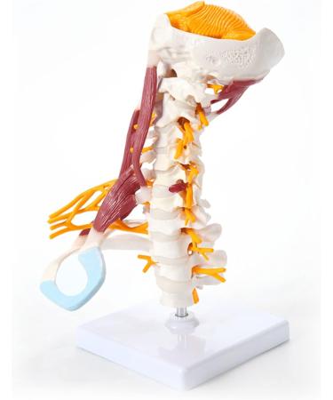 Human Anatomical Model Cervical Vertebra Model Cervical Spine with Neck Artery Occipital Bone Disc and Nerve Modelflexible - Buy Online on SooperMarket.com