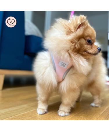 Buy Belffy Cat Dishes & Leash Set - Automatic Leash for Cats Kittens & Dogs - Stylish Pink Jacket for All Pets - Buy Online on SooperMarket.com