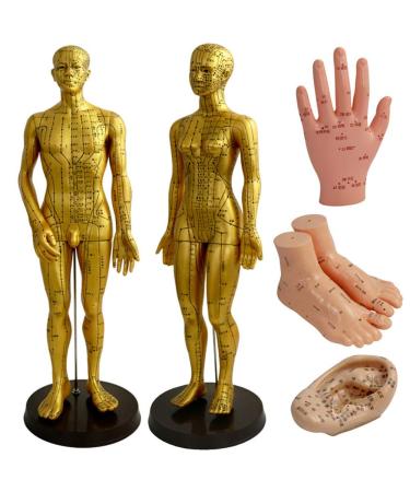 Human TCM Meridian Point Model Acupuncture Female Model Male Model + Hand Model + Foot Model + Ear Model
