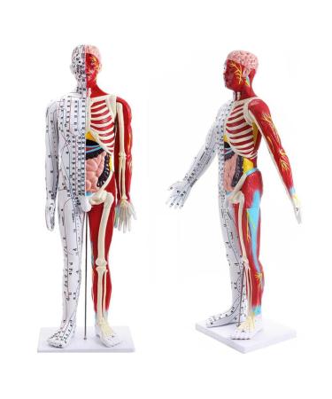 Male Acupuncture and Muscle Model Acupuncture Manikin 85Cm Meridian Anatomy Models with Accurate Lettering of Acupuncture Points for Teaching Training Presentation