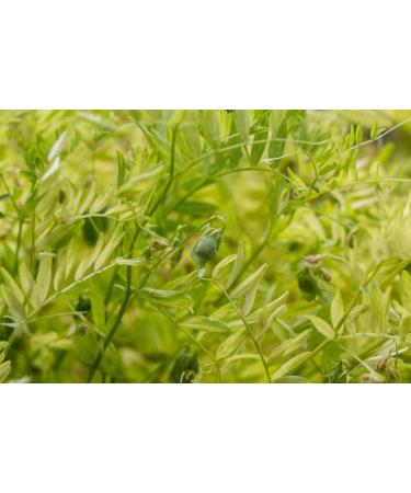 Organic French Green Lentils 10 Pounds - Non-GMO Whole Dry Beans | Raw Sproutable Vegan Kosher Bulk - High in Folate, Fiber, Plant-Based Protein | Ideal for Soups, Chili, Stews, Curries - Buy Online on SooperMarket.com
