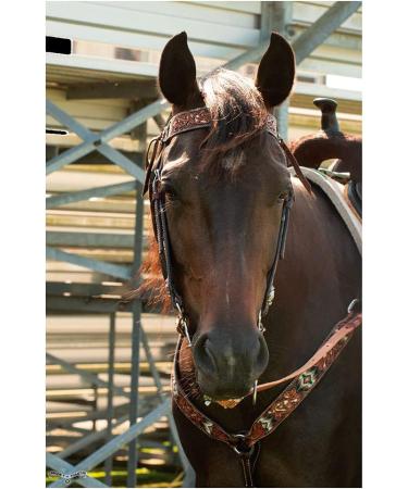 Circle Y Distressed Beaded Leather Browband Headstall - Walnut | Horse Bridle - Buy Online on SooperMarket.com