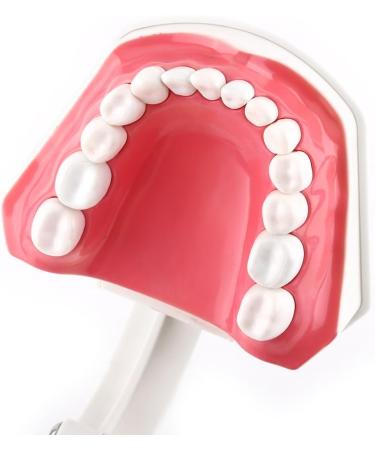 FafeICY 1PC 28 Teeth Teaching Toothbrush Model - Dentist Tool with Handy Toothbrush & Poster for Study Demonstration - Buy Online on SooperMarket.com