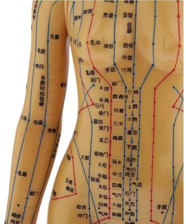 48Cm Model Anatomy Professional Medical Acupuncture Female with Meridian Points Soft Vinyl Material - Buy Online on SooperMarket.com