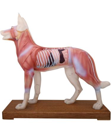 66Fit Dog Acupuncture Model - Essential Pressure Points for Veterinarians | International Shipping Available - Buy Online on SooperMarket.com