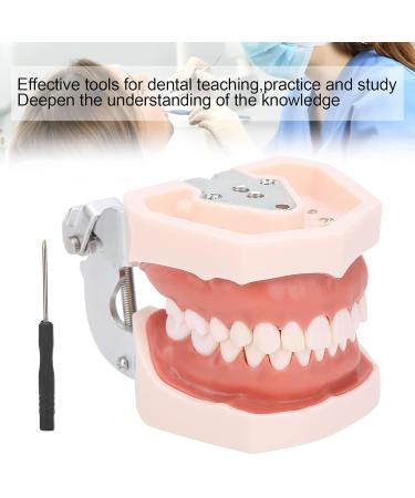 Removable Tooth Model for Dental Education | Simulation Teeth Restoration & Bridge Implants Teaching Aid - Buy Online on SooperMarket.com
