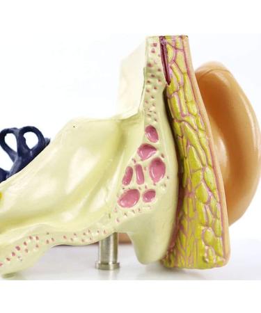Ear Anatomical Model - Magnification 1.5X Inner Ear Ear System Structure Model Training Model for Medical Medical Practice - Buy Online on SooperMarket.com