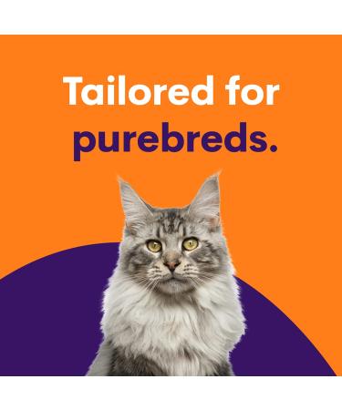 ORIVET Cat Breed DNA Test - 1 Pack | Comprehensive Genetic Health Screening & LifePlan | At Home Cheek Swab | Accurate & Fast Results - Buy Online on SooperMarket.com