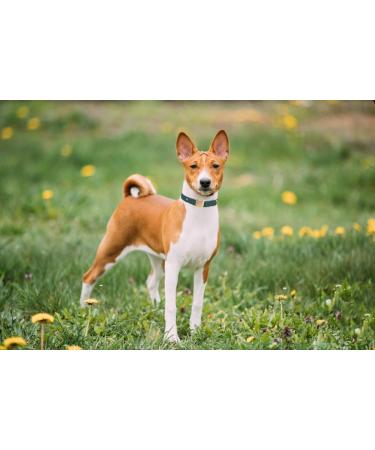 Yudote Soft Dog Collar for Medium Dogs Natural Cotton Mixed Fabric Sensitive Skin Friendly British Racing Green - 1 Pack - Buy Online on SooperMarket.com