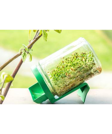 Buy Mynatura Bio Germs Sprouts Buckwheat Vegetables | Healthy Vegan & Vegetarian | 500g - International Shipping Available - Buy Online on SooperMarket.com
