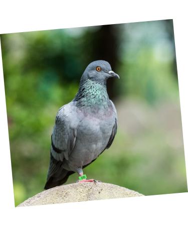 Kisangel 300 Pcs Pigeon Anklet Tag Where Pigeon Identification Ring Pigeons Leg Ring Baby Chicken 1.3X1.3CMx3pcs Greenx3pcs - Buy Online on SooperMarket.com